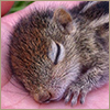 A bunch of cute baby animals. Baby animals